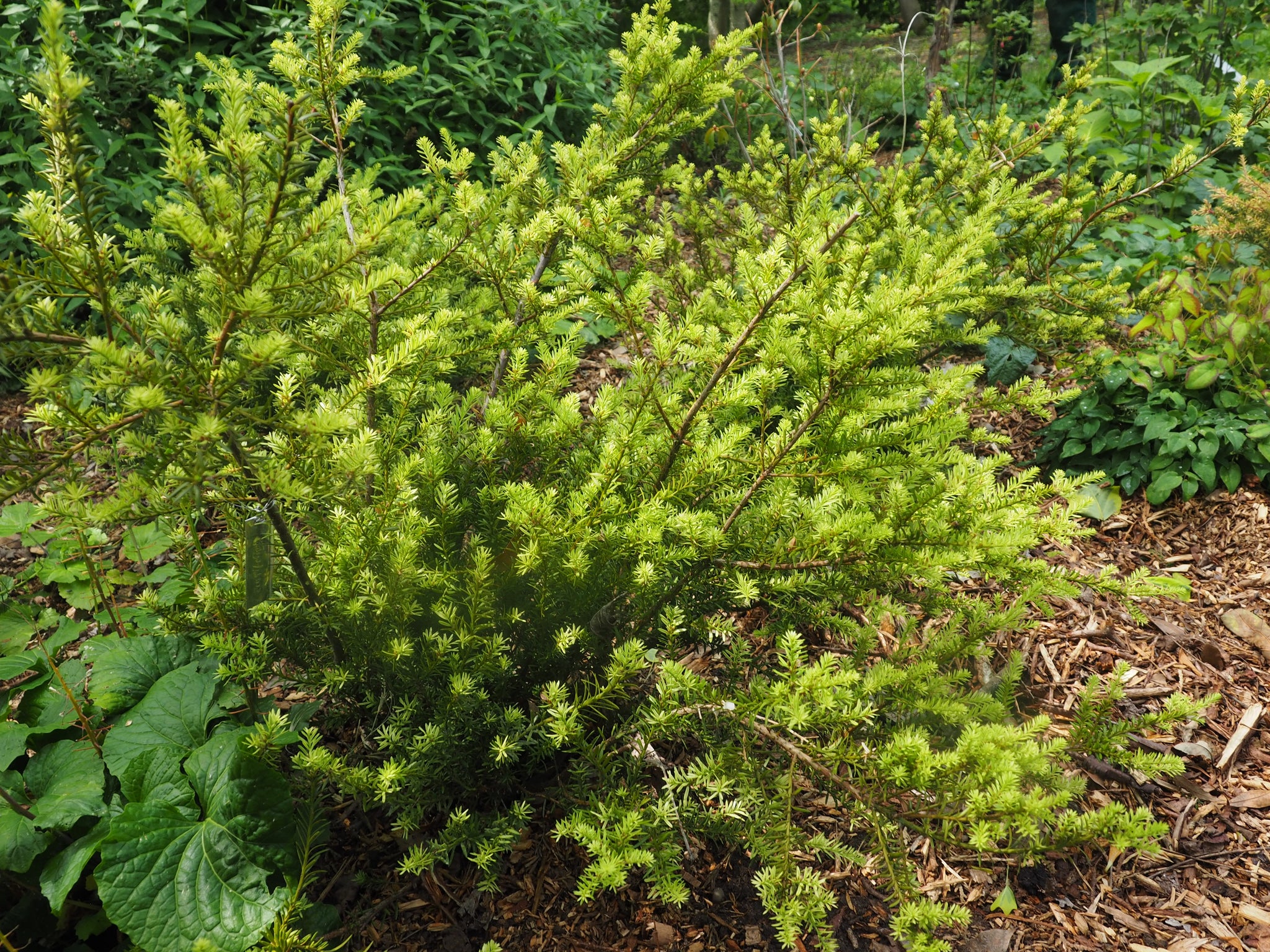 Podocarpus acutifolius 'Golden Lady'