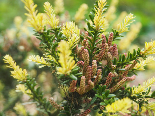 Podocarpus nivalis 'Kilworth Cream'