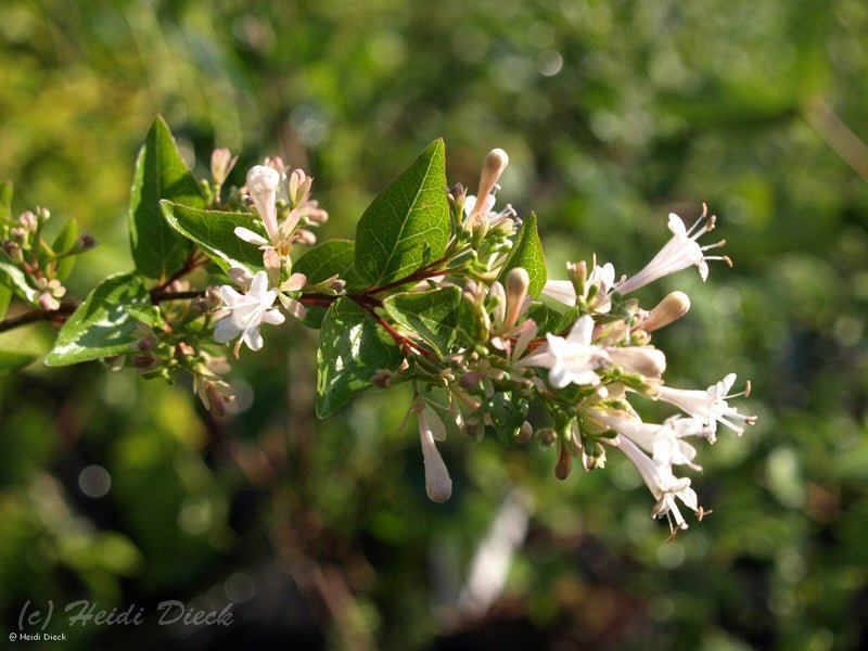 Abelia chinensis - Herrenkamper Gärten - Pflanzenraritäten