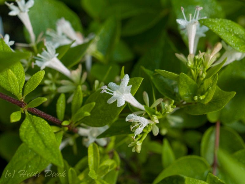 Abelia chinensis - Herrenkamper Gärten - Pflanzenraritäten