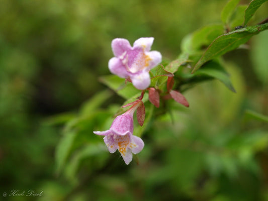 Abelia engleriana - Herrenkamper Gärten - Pflanzenraritäten