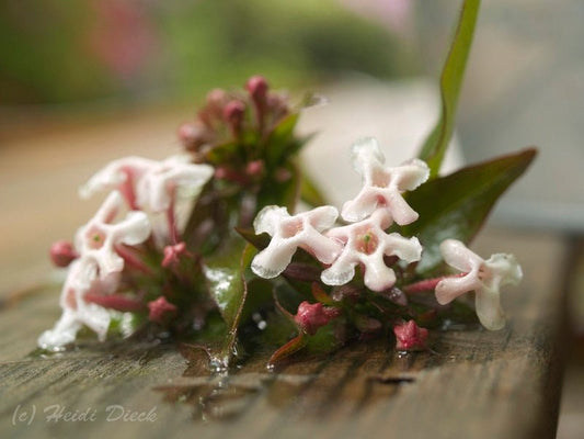 Abelia mosanensis - Herrenkamper Gärten - Pflanzenraritäten