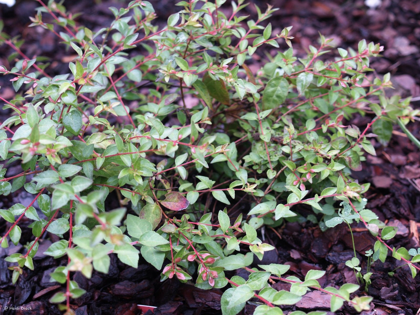 Abelia parviflora 'Bumblebee' (syn. Abelia schumannii) - Herrenkamper Gärten - Pflanzenraritäten