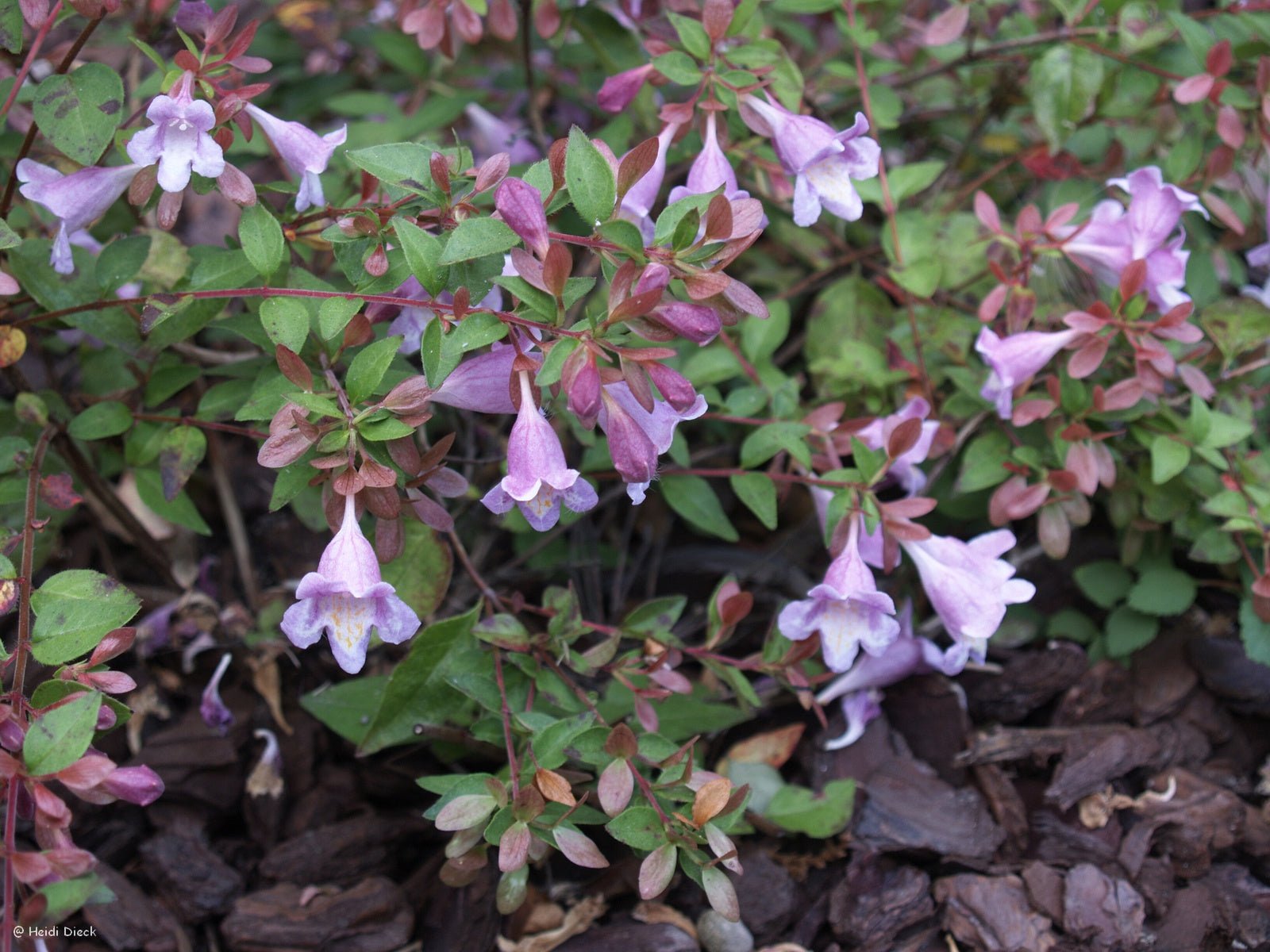 Abelia parviflora 'Bumblebee' (syn. Abelia schumannii) - Herrenkamper Gärten - Pflanzenraritäten