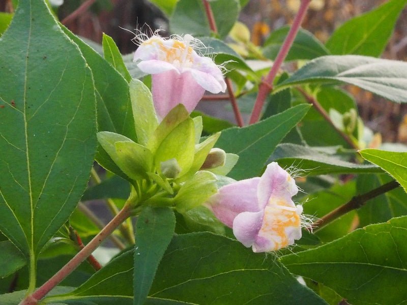 Abelia parviflora 'Bumblebee' (syn. Abelia schumannii) - Herrenkamper Gärten - Pflanzenraritäten