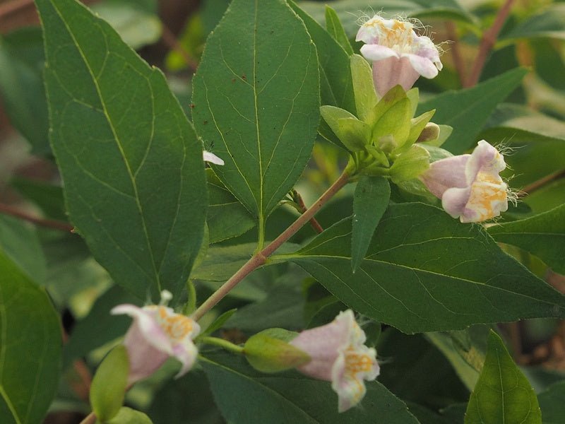 Abelia parviflora 'Bumblebee' (syn. Abelia schumannii) - Herrenkamper Gärten - Pflanzenraritäten