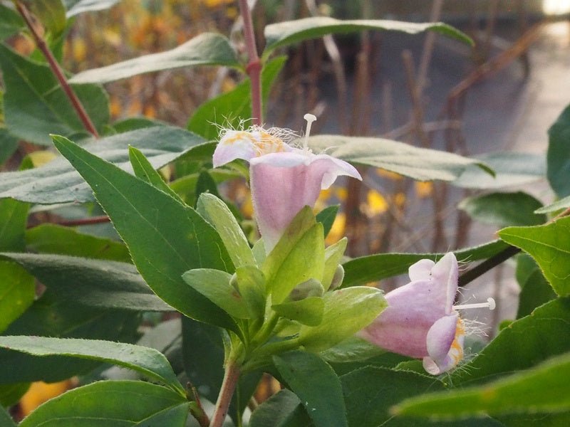 Abelia parviflora 'Bumblebee' (syn. Abelia schumannii) - Herrenkamper Gärten - Pflanzenraritäten