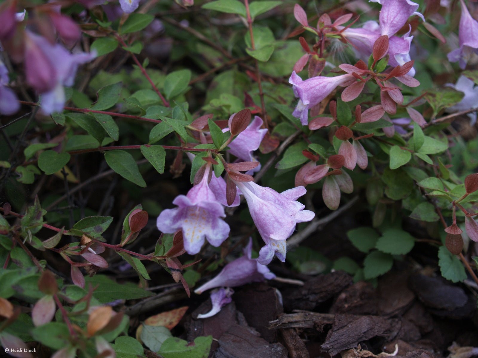 Abelia parviflora 'Bumblebee' (syn. Abelia schumannii) - Herrenkamper Gärten - Pflanzenraritäten