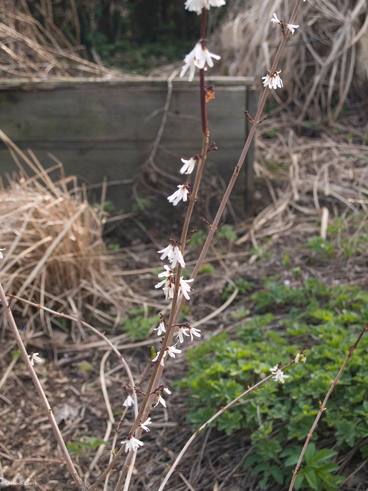 Abeliophyllum distichum - Herrenkamper Gärten - Pflanzenraritäten