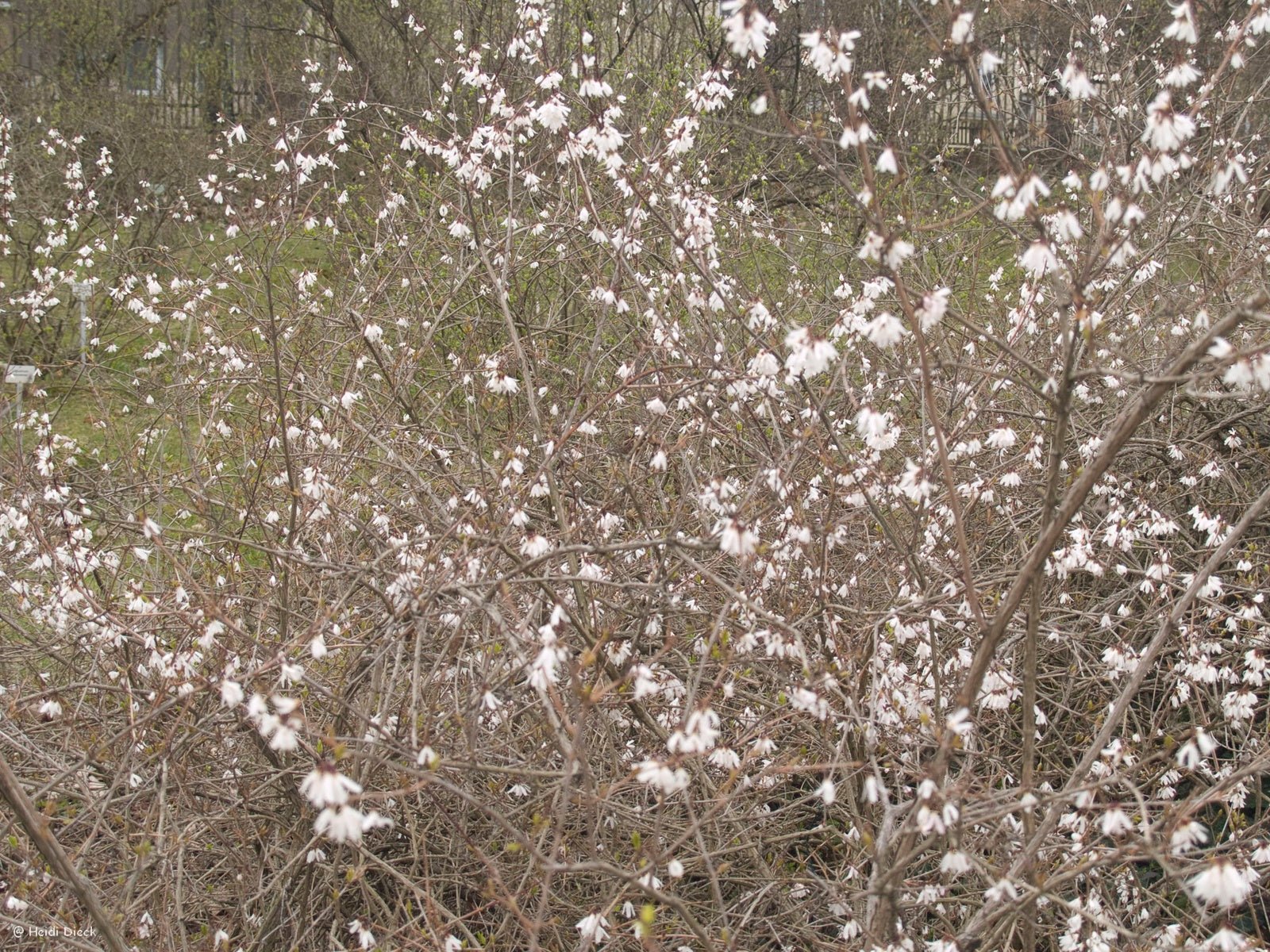 Abeliophyllum distichum - Herrenkamper Gärten - Pflanzenraritäten