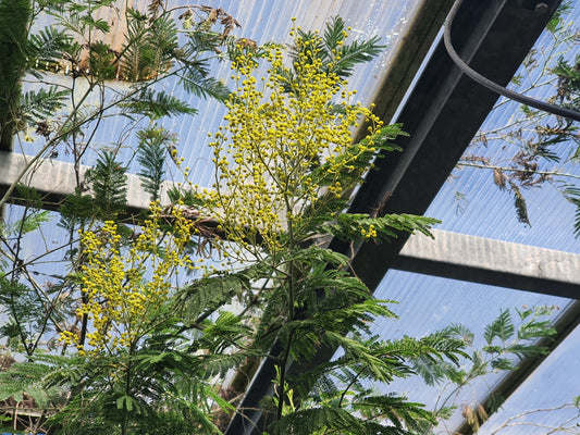 Acacia dealbata - Herrenkamper Gärten - Pflanzenraritäten