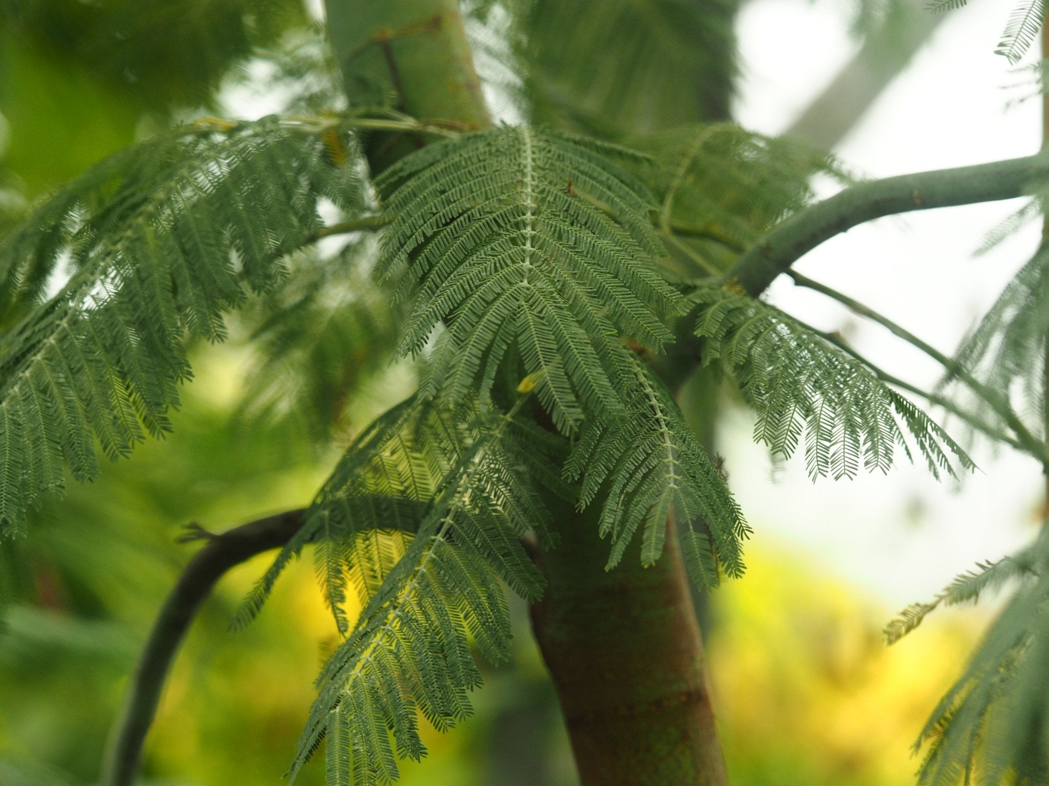 Acacia dealbata - Herrenkamper Gärten - Pflanzenraritäten