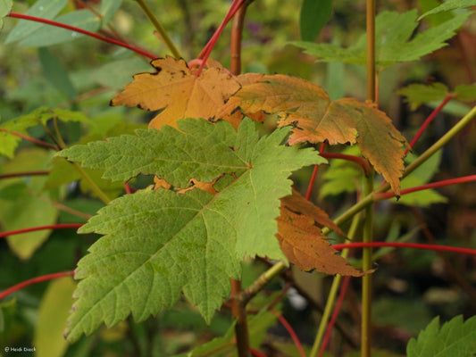 Acer barbinerve - Herrenkamper Gärten - Pflanzenraritäten