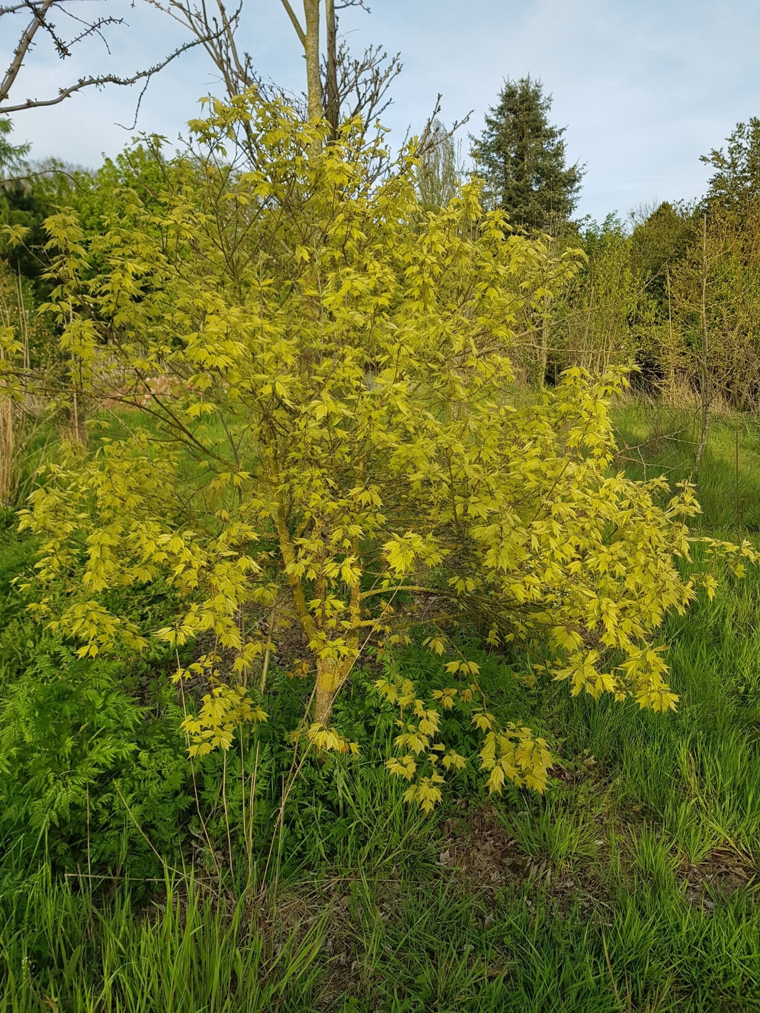 Acer buergerianum - Herrenkamper Gärten - Pflanzenraritäten