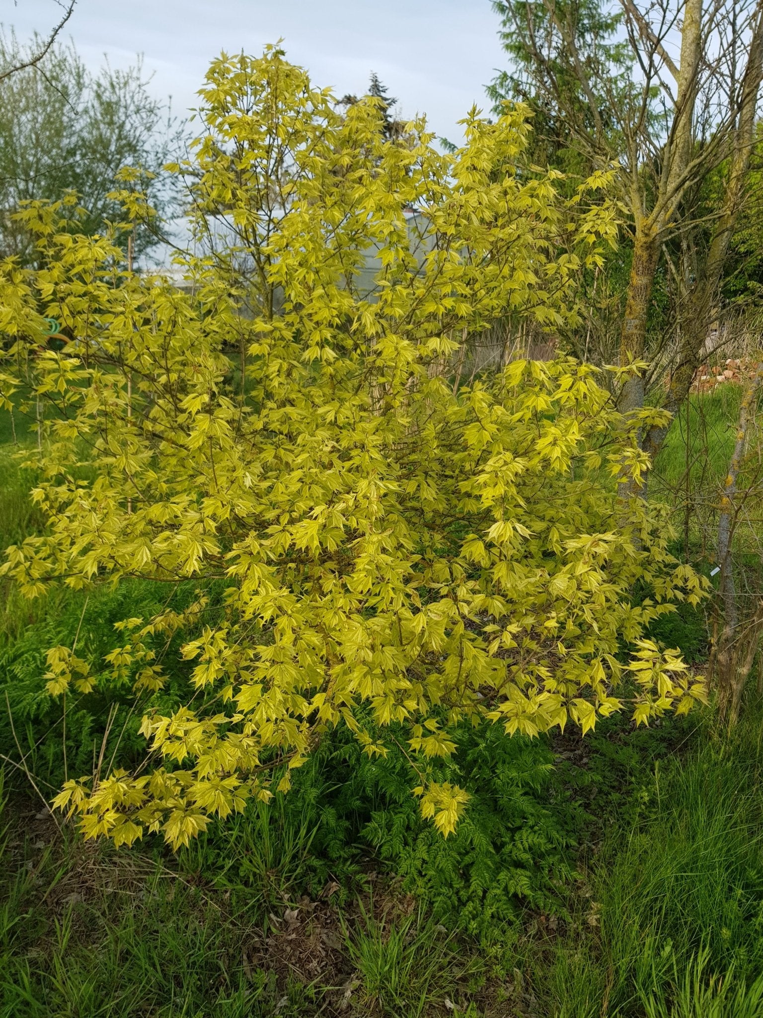 Acer buergerianum - Herrenkamper Gärten - Pflanzenraritäten