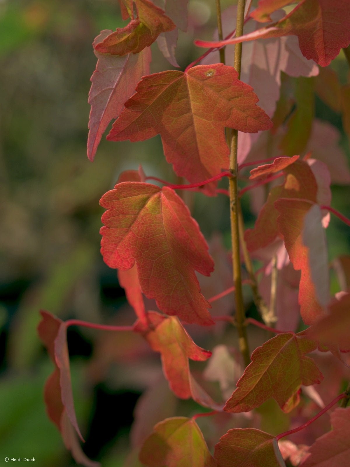 Acer buergerianum - Herrenkamper Gärten - Pflanzenraritäten