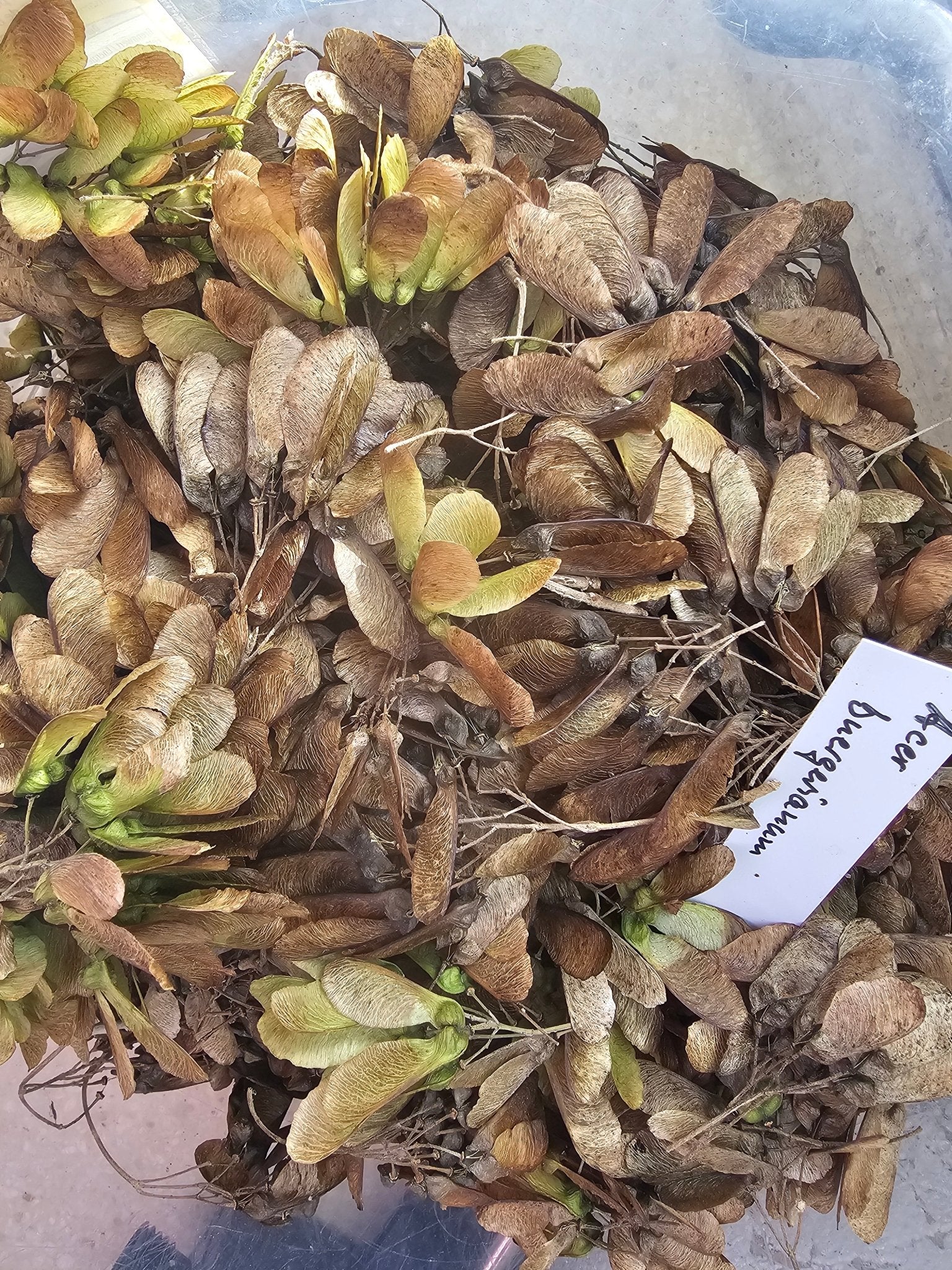 Acer buergerianum - Saat - Herrenkamper Gärten - Pflanzenraritäten