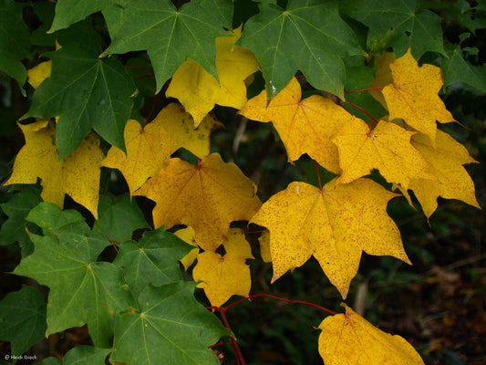 Acer cappadocicum 'Aureum' - Herrenkamper Gärten - Pflanzenraritäten