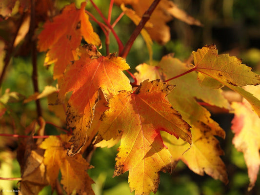 Acer cappadocicum 'Rubrum' - Herrenkamper Gärten - Pflanzenraritäten