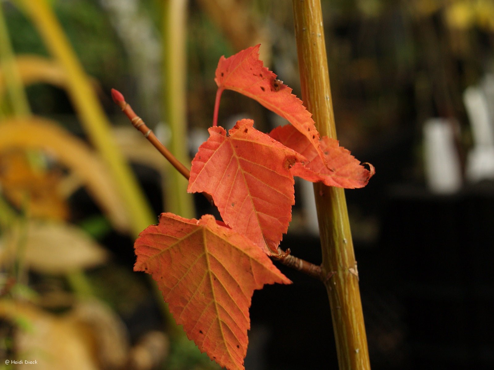 Acer cappilipes - Herrenkamper Gärten - Pflanzenraritäten