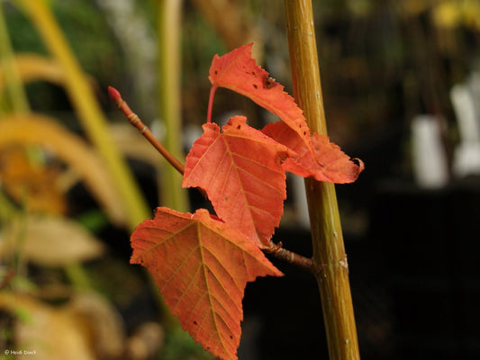 Acer cappilipes - Herrenkamper Gärten - Pflanzenraritäten