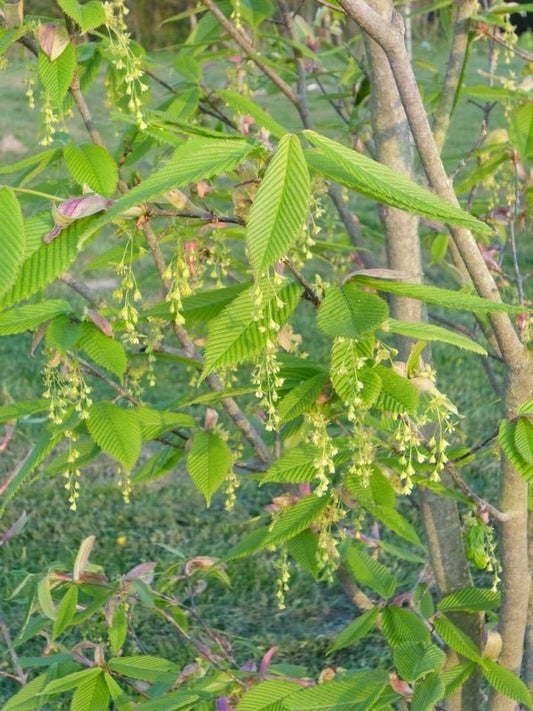 Acer carpinifolium - Herrenkamper Gärten - Pflanzenraritäten