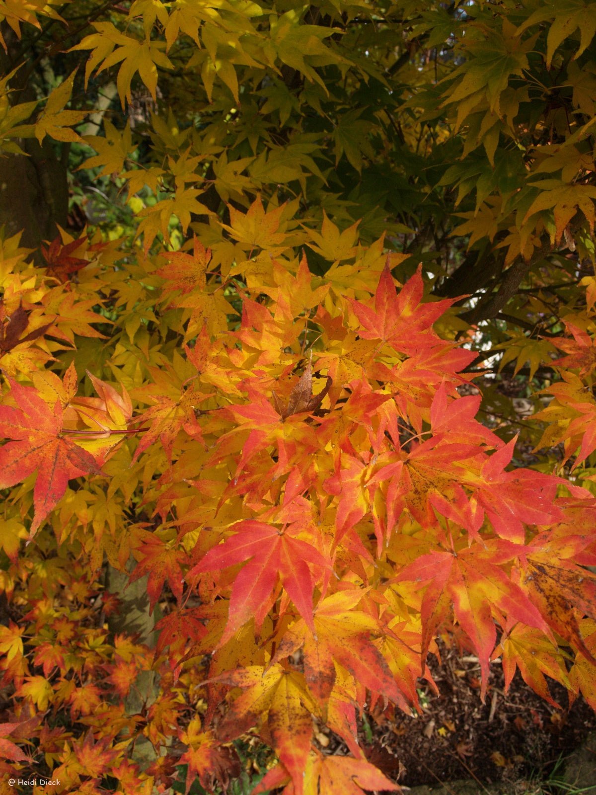 Acer circinatum - Herrenkamper Gärten - Pflanzenraritäten