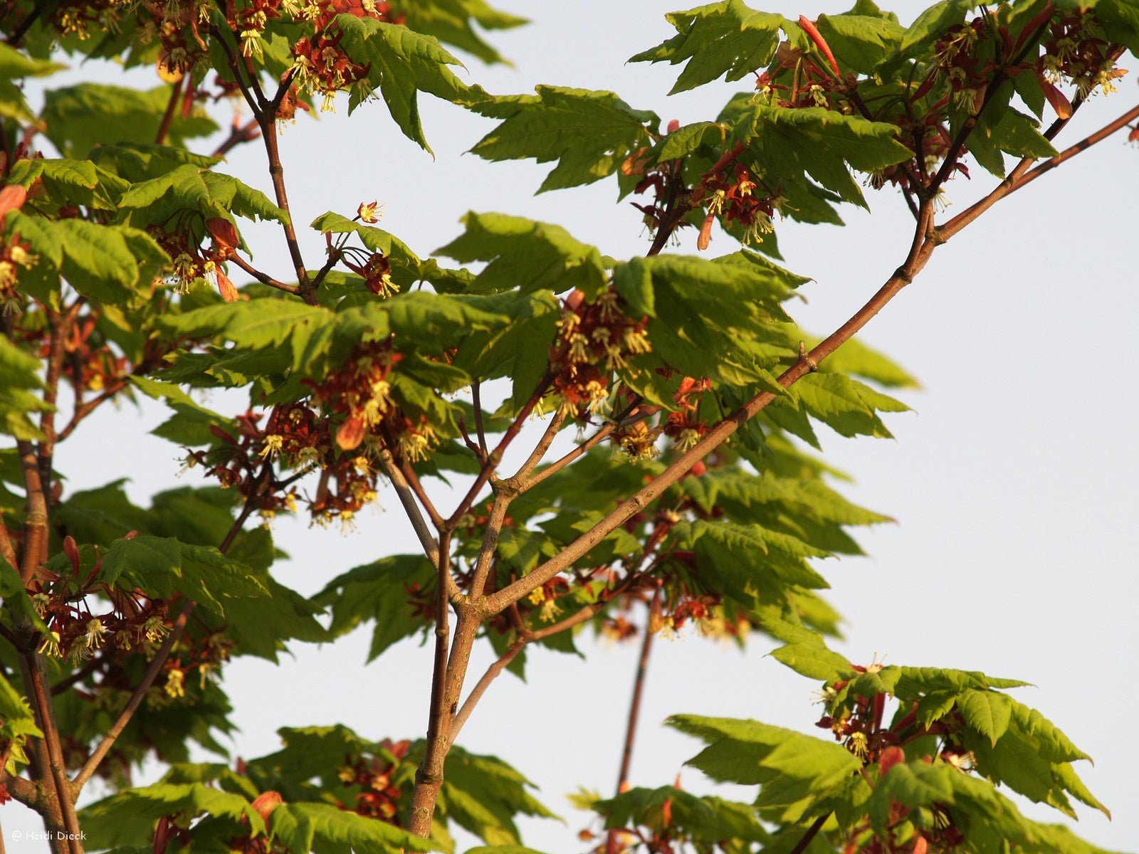 Acer circinatum - Herrenkamper Gärten - Pflanzenraritäten