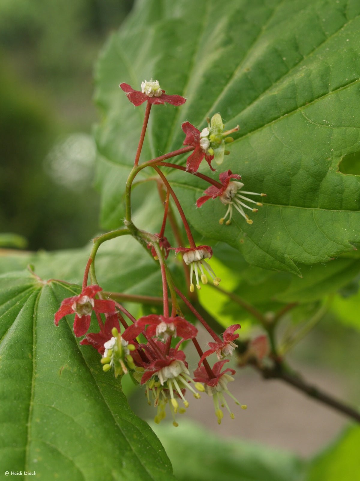 Acer circinatum - Herrenkamper Gärten - Pflanzenraritäten