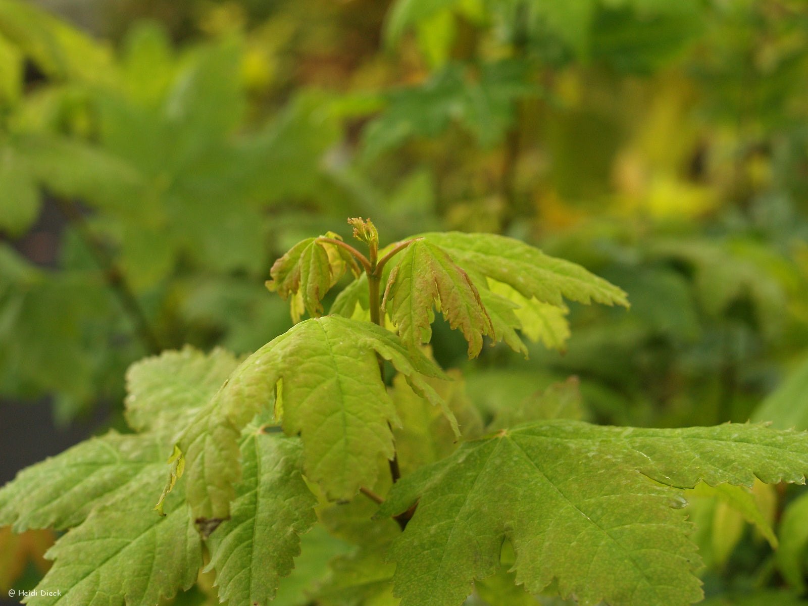 Acer circinatum - Herrenkamper Gärten - Pflanzenraritäten