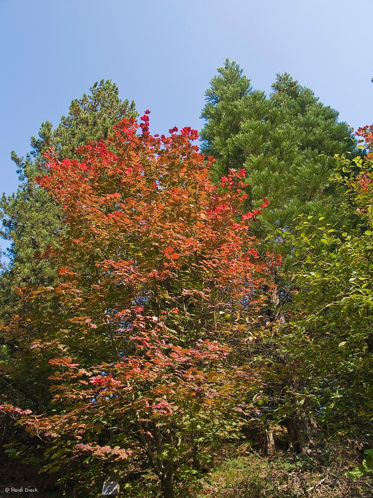 Acer circinatum - Herrenkamper Gärten - Pflanzenraritäten