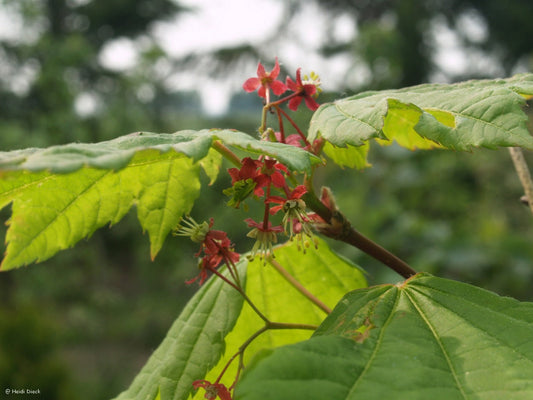 Acer circinatum - Herrenkamper Gärten - Pflanzenraritäten