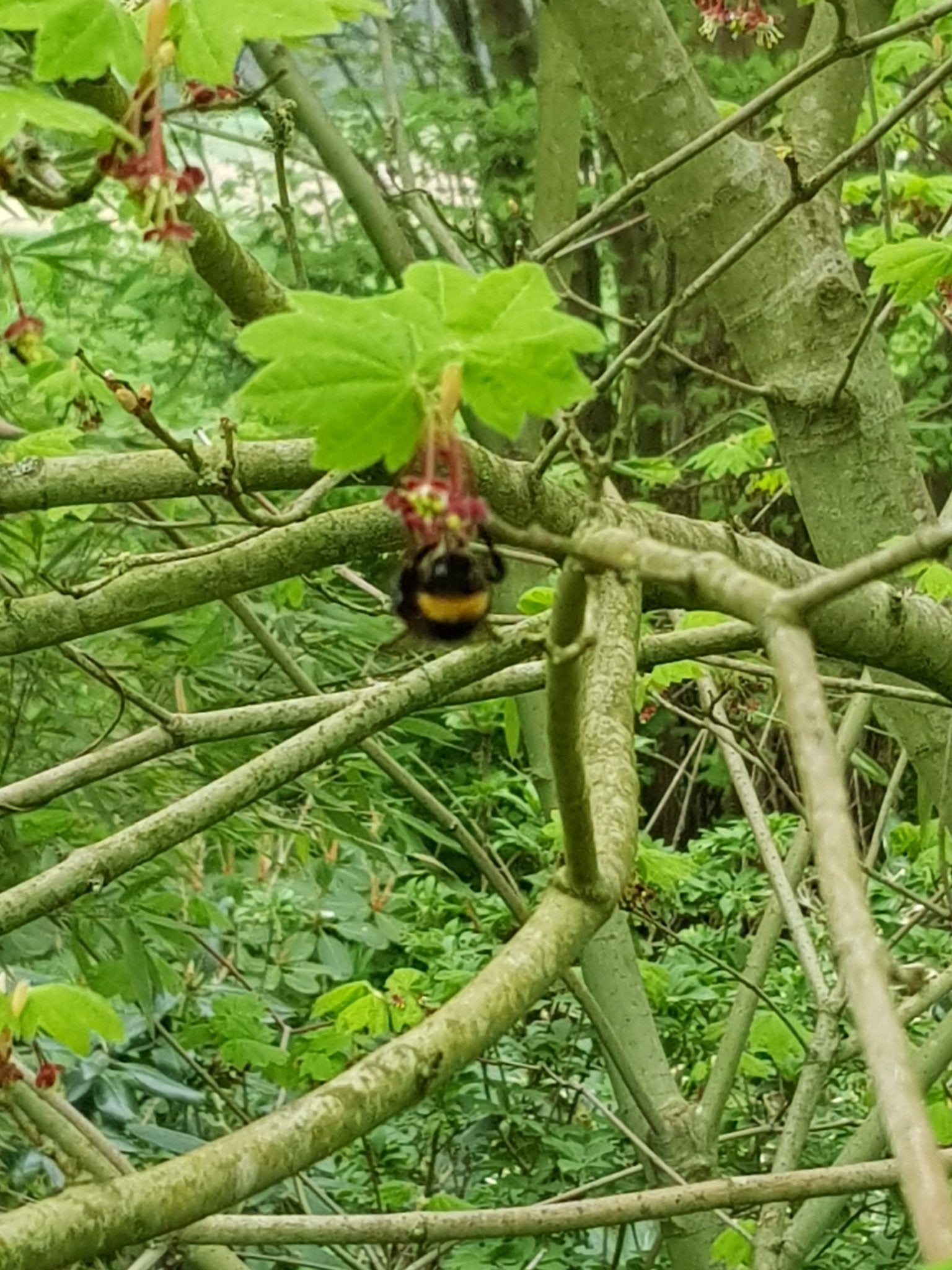 Acer circinatum - Herrenkamper Gärten - Pflanzenraritäten