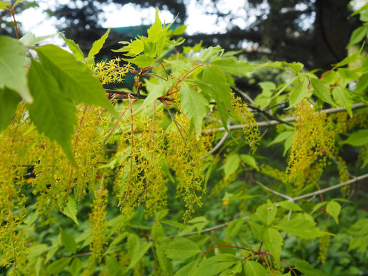 Acer cissifolium - Herrenkamper Gärten - Pflanzenraritäten