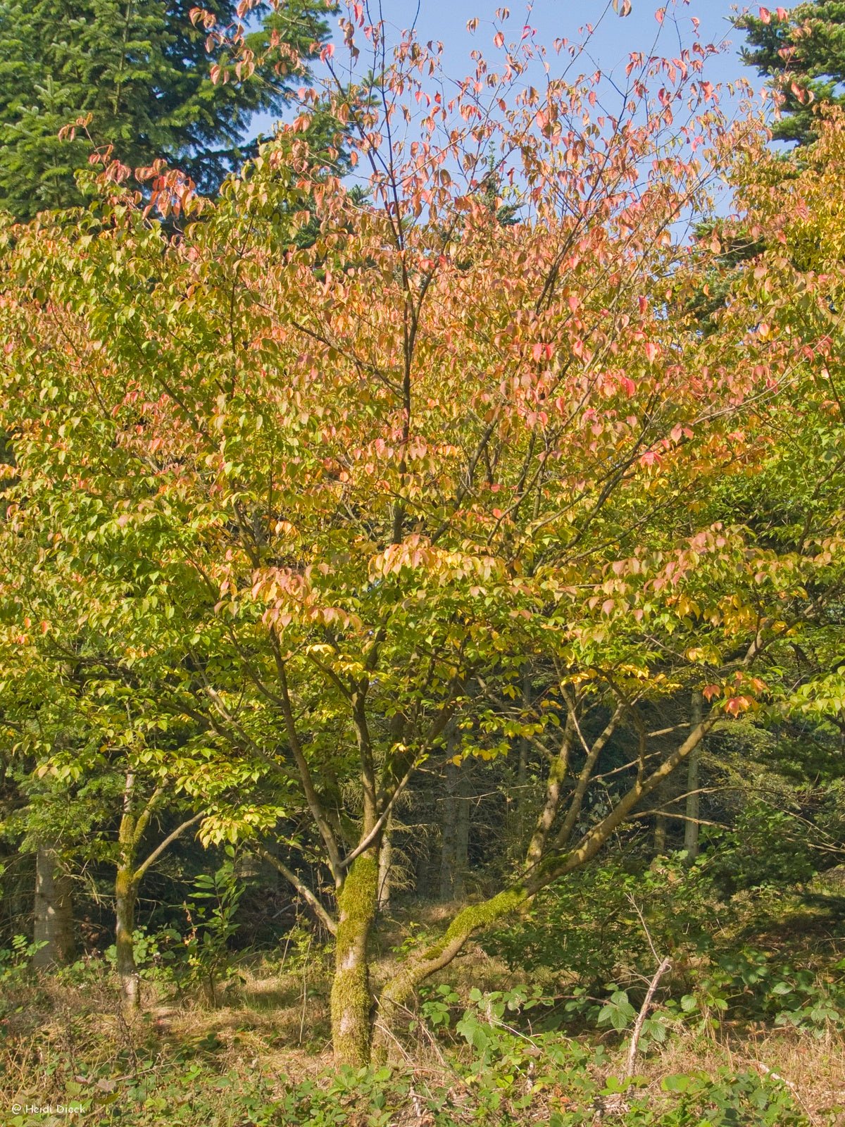 Acer cissifolium - Herrenkamper Gärten - Pflanzenraritäten