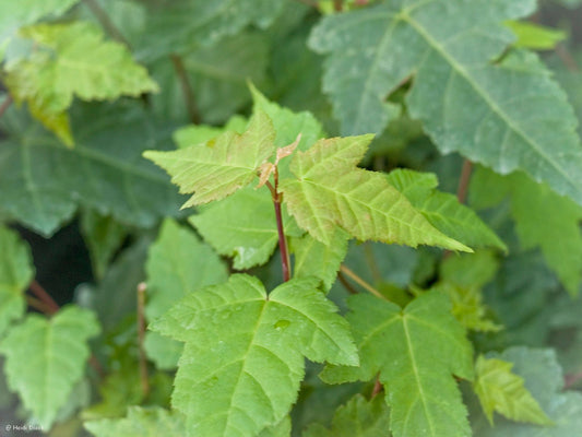 Acer crataegifolium - Herrenkamper Gärten - Pflanzenraritäten