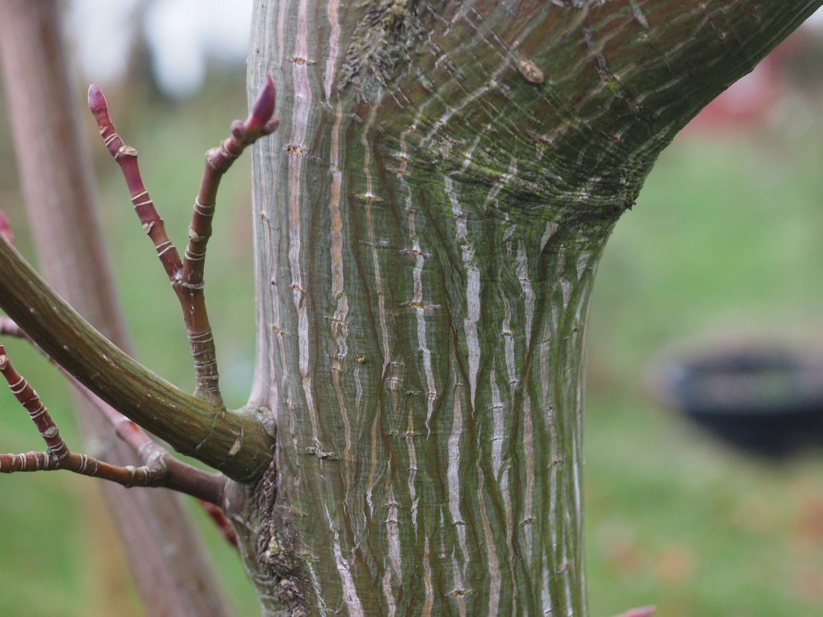 Acer davidii 'Cantonspark' - Herrenkamper Gärten - Pflanzenraritäten