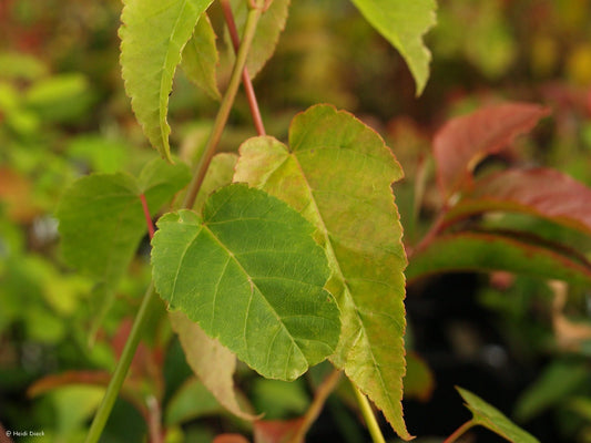 Acer davidii 'Cantonspark' - Herrenkamper Gärten - Pflanzenraritäten