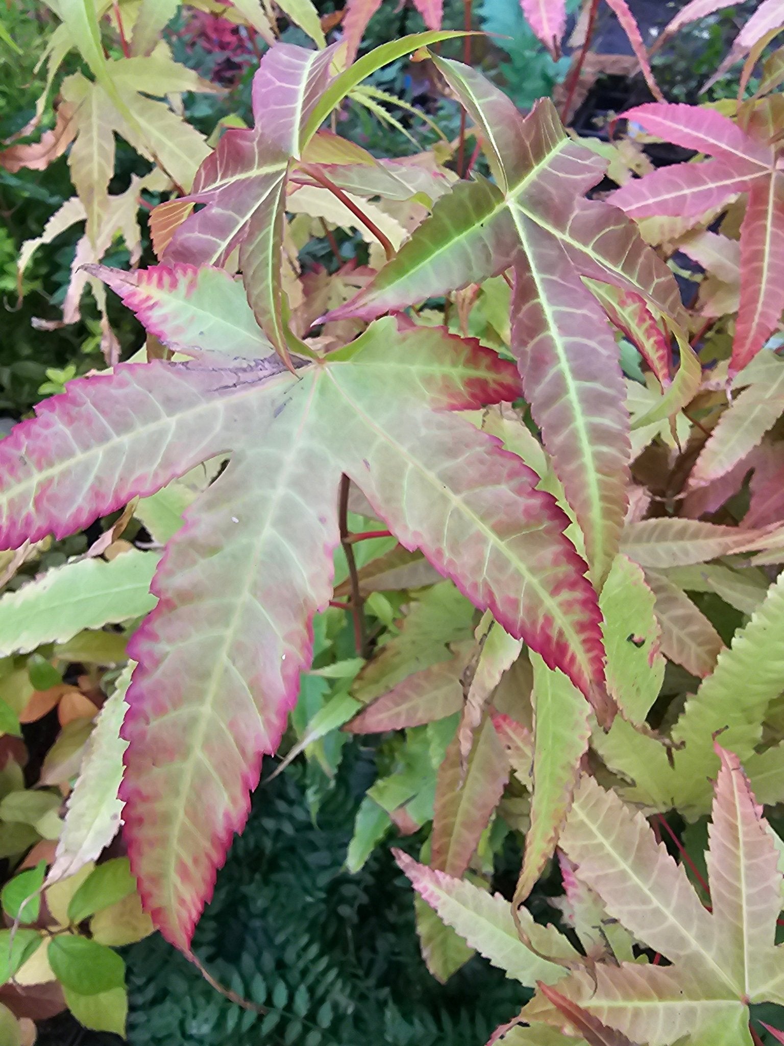 Acer elegantulum - Herrenkamper Gärten - Pflanzenraritäten