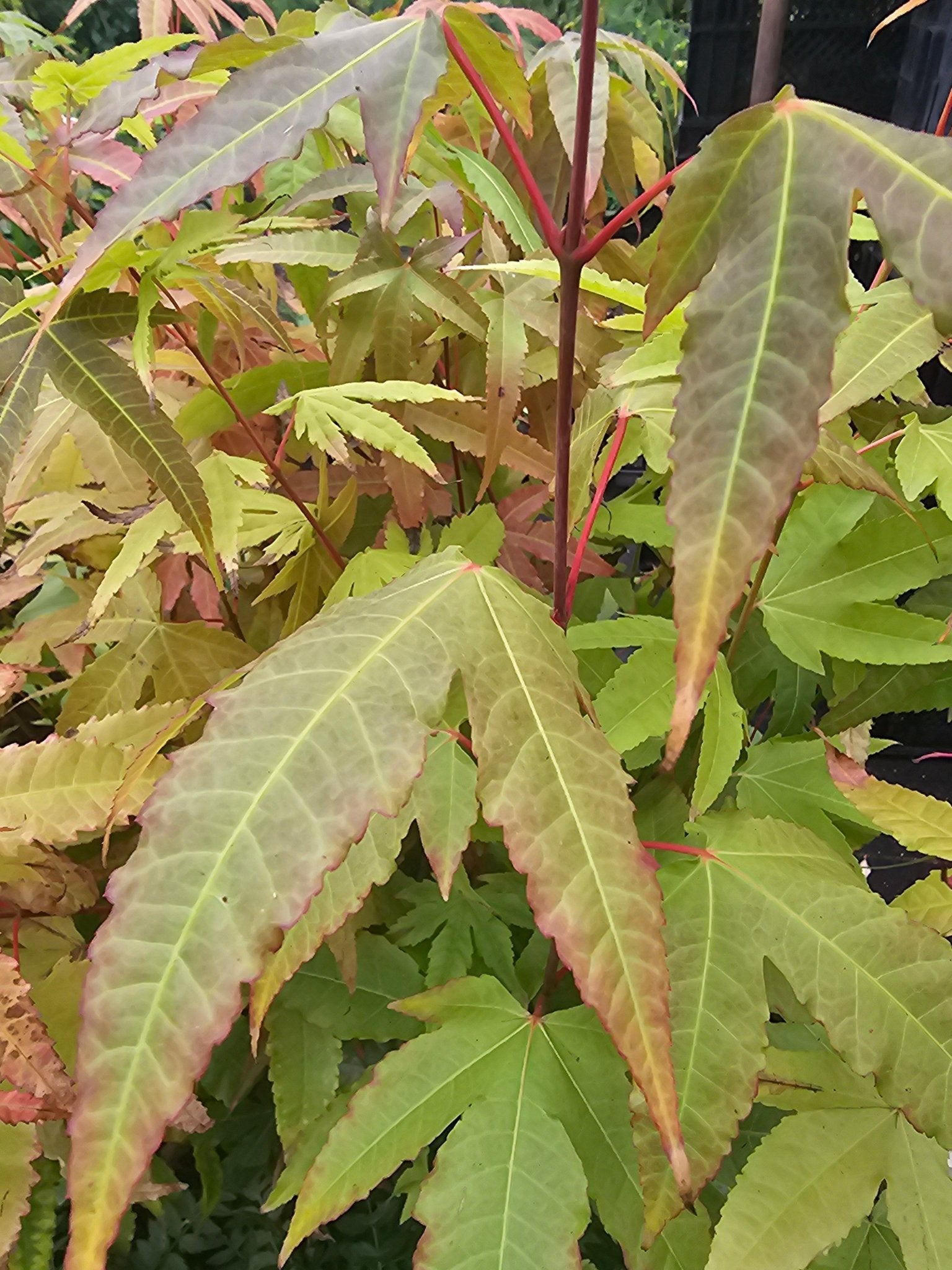 Acer elegantulum - Herrenkamper Gärten - Pflanzenraritäten