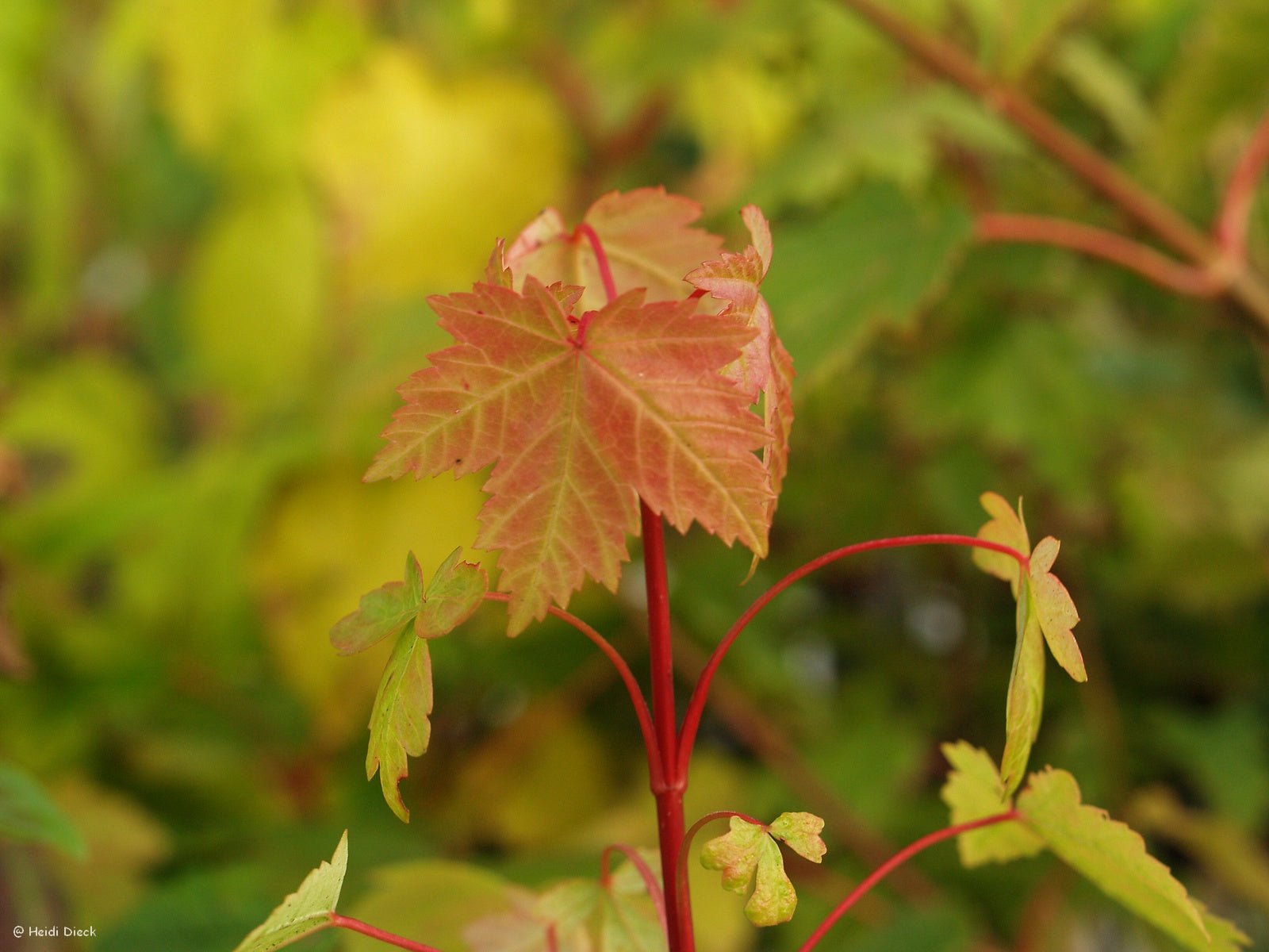 Acer glabrum - Herrenkamper Gärten - Pflanzenraritäten