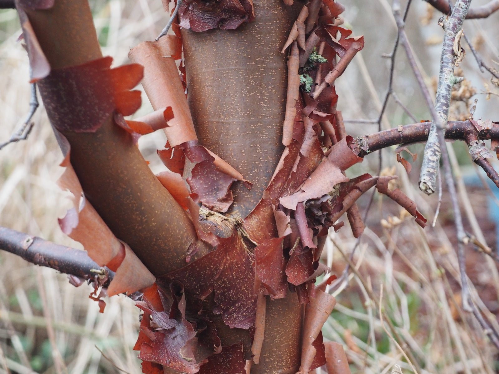 Acer griseum - Herrenkamper Gärten - Pflanzenraritäten