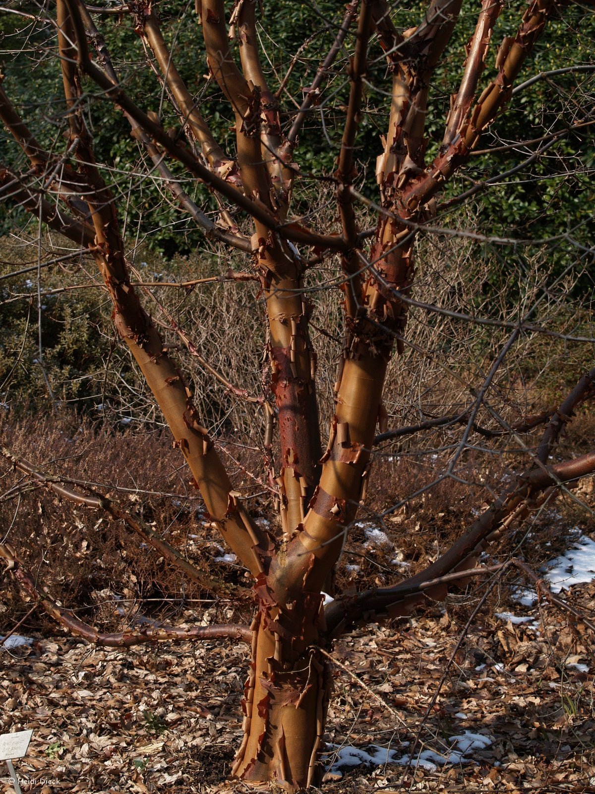 Acer griseum - Herrenkamper Gärten - Pflanzenraritäten