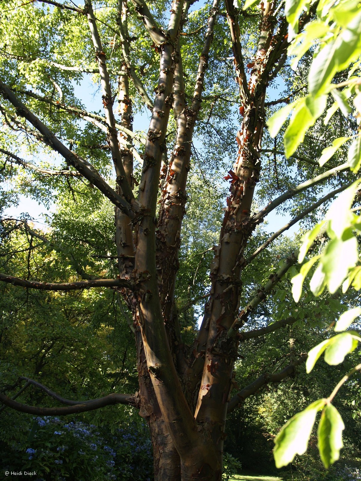 Acer griseum - Herrenkamper Gärten - Pflanzenraritäten