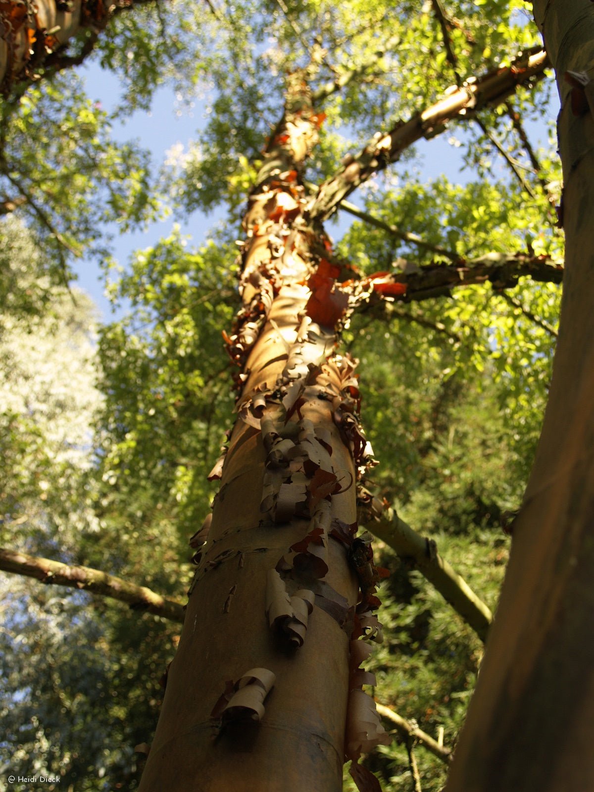 Acer griseum - Herrenkamper Gärten - Pflanzenraritäten