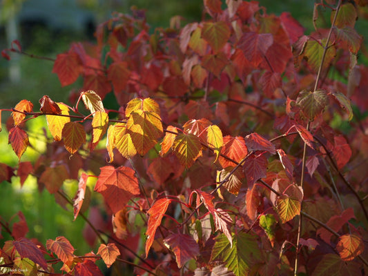 Acer grosseri var. hersii (syn.: A. pectinatum, A. davidii var. grosseri) - Herrenkamper Gärten - Pflanzenraritäten