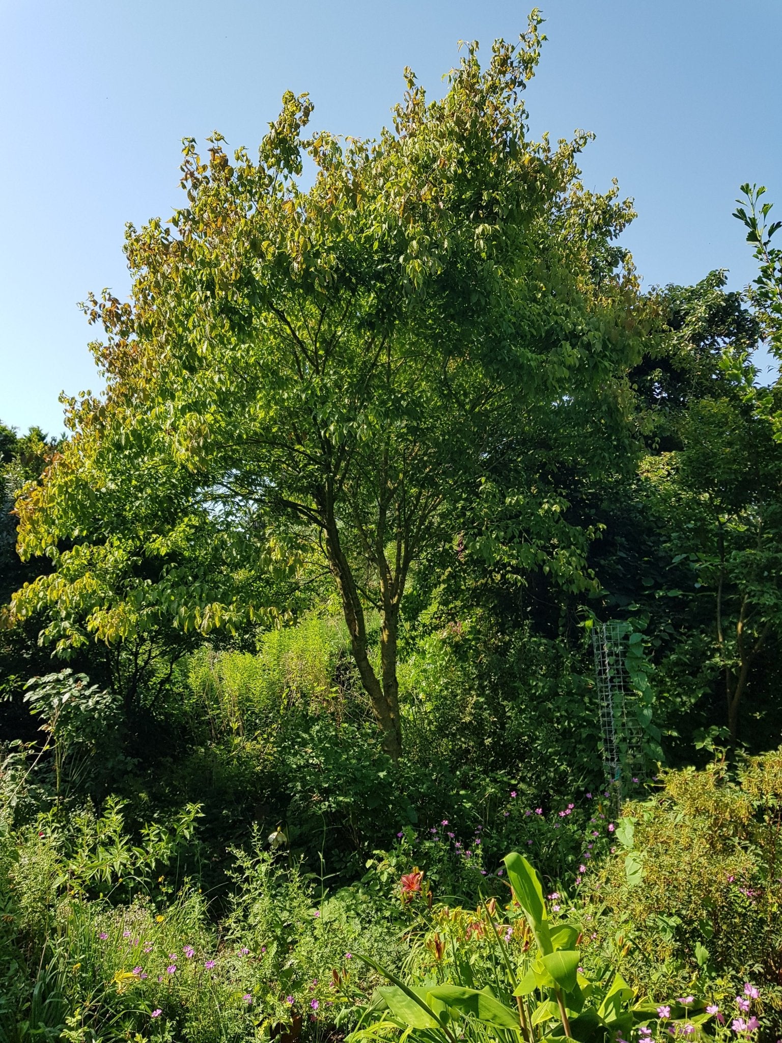 Acer henryi - Herrenkamper Gärten - Pflanzenraritäten