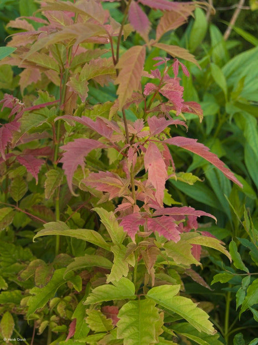 Acer henryi - Herrenkamper Gärten - Pflanzenraritäten