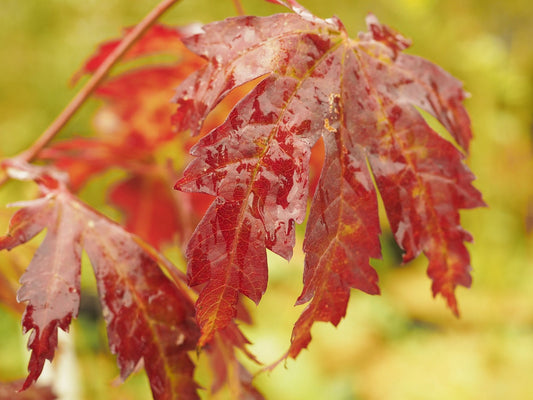 Acer japonicum 'Aconitifolium' - Herrenkamper Gärten - Pflanzenraritäten