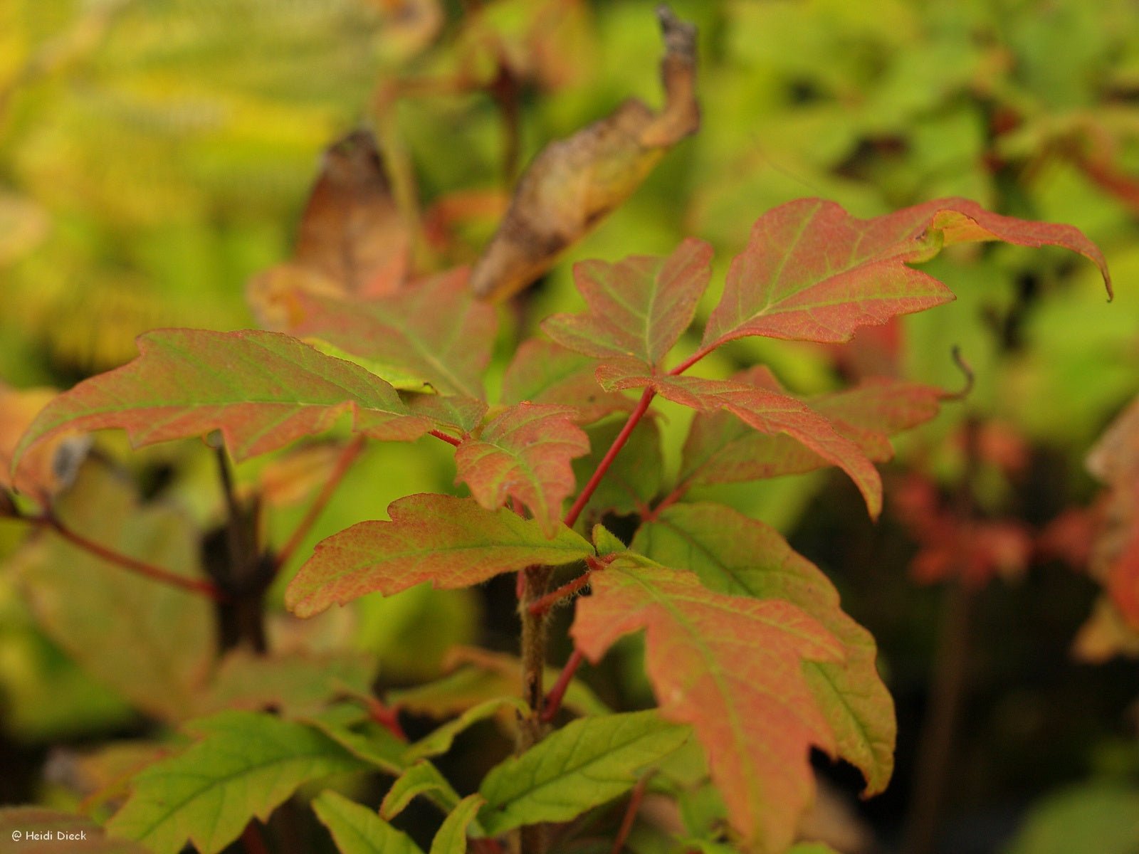 Acer macrophyllum - Herrenkamper Gärten - Pflanzenraritäten